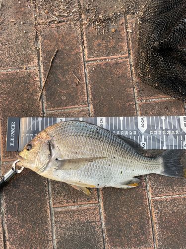キビレの釣果