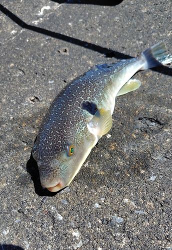 フグの釣果