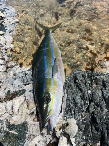 ツムブリの釣果