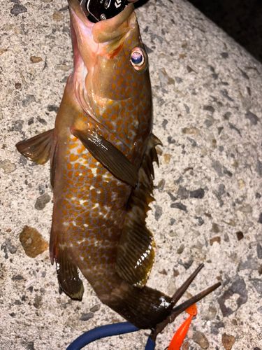 アコウの釣果