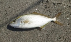 ショゴの釣果