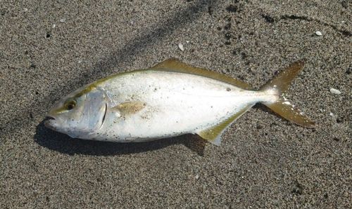 ショゴの釣果