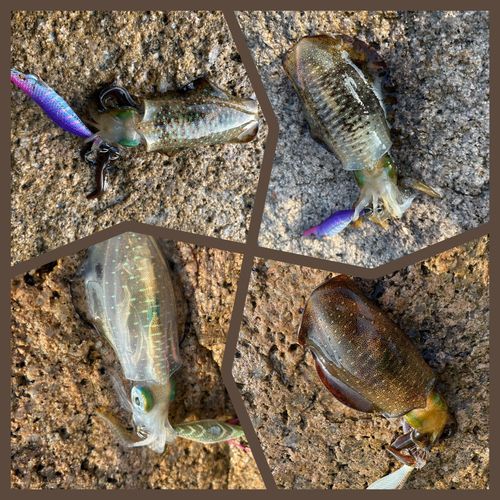 アオリイカの釣果