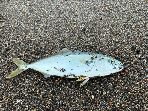ワカシの釣果