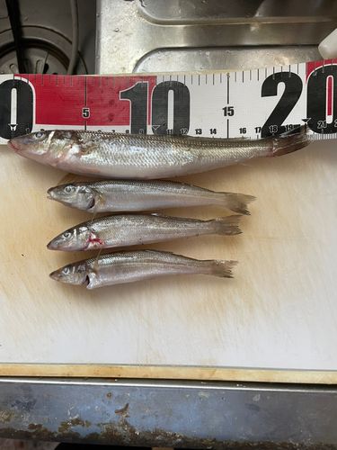 釣果