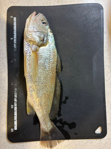 イシモチの釣果