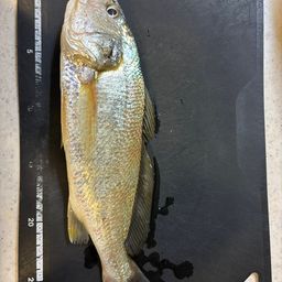 イシモチ