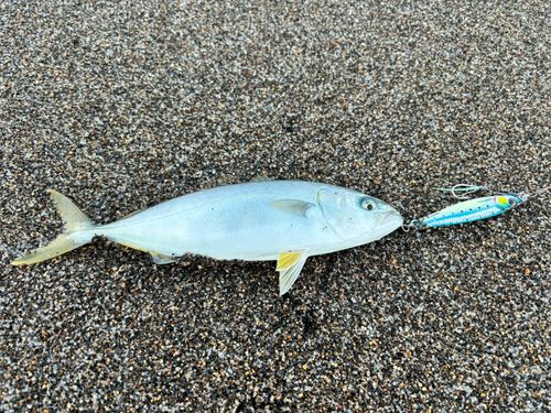ワカシの釣果