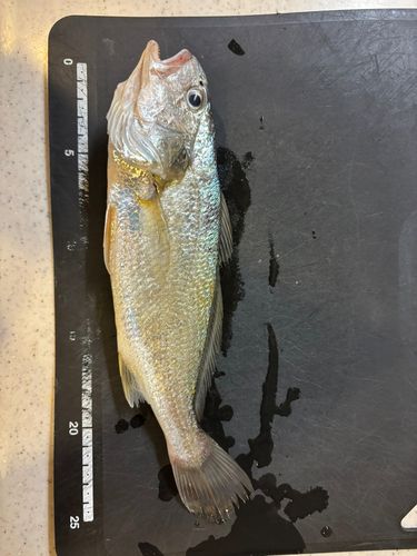 イシモチの釣果