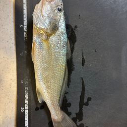 イシモチ