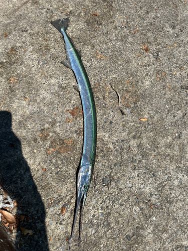 ダツの釣果