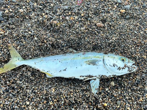 ワカシの釣果