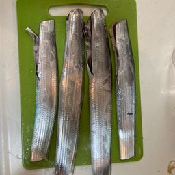 タチウオ