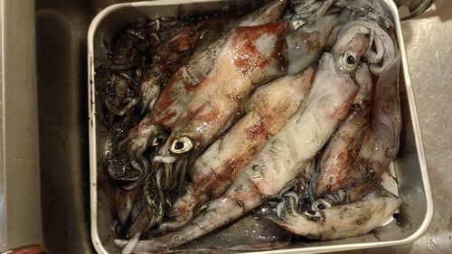 ケンサキイカの釣果