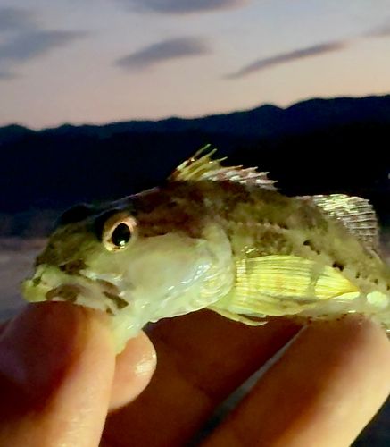 アナハゼの釣果