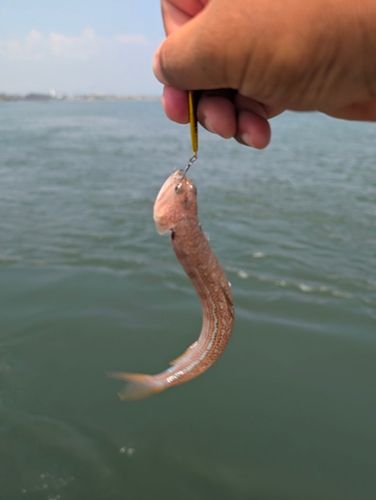 エソの釣果