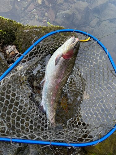 ニジマスの釣果