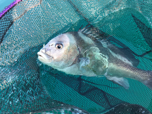 コショウダイの釣果