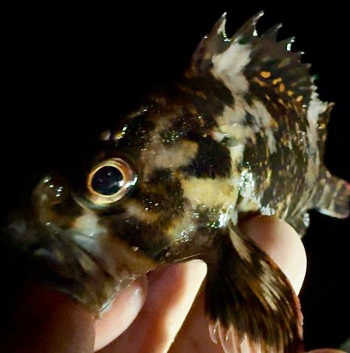 オウゴンムラソイの釣果