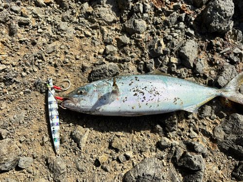 ワカシの釣果
