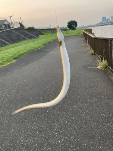 ウナギの釣果