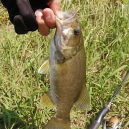 スモールマウスバス