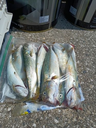 ツバスの釣果
