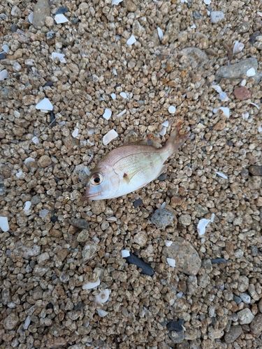 タイの釣果