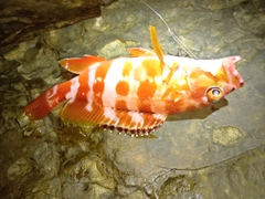 アカハタの釣果
