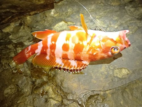 アカハタの釣果