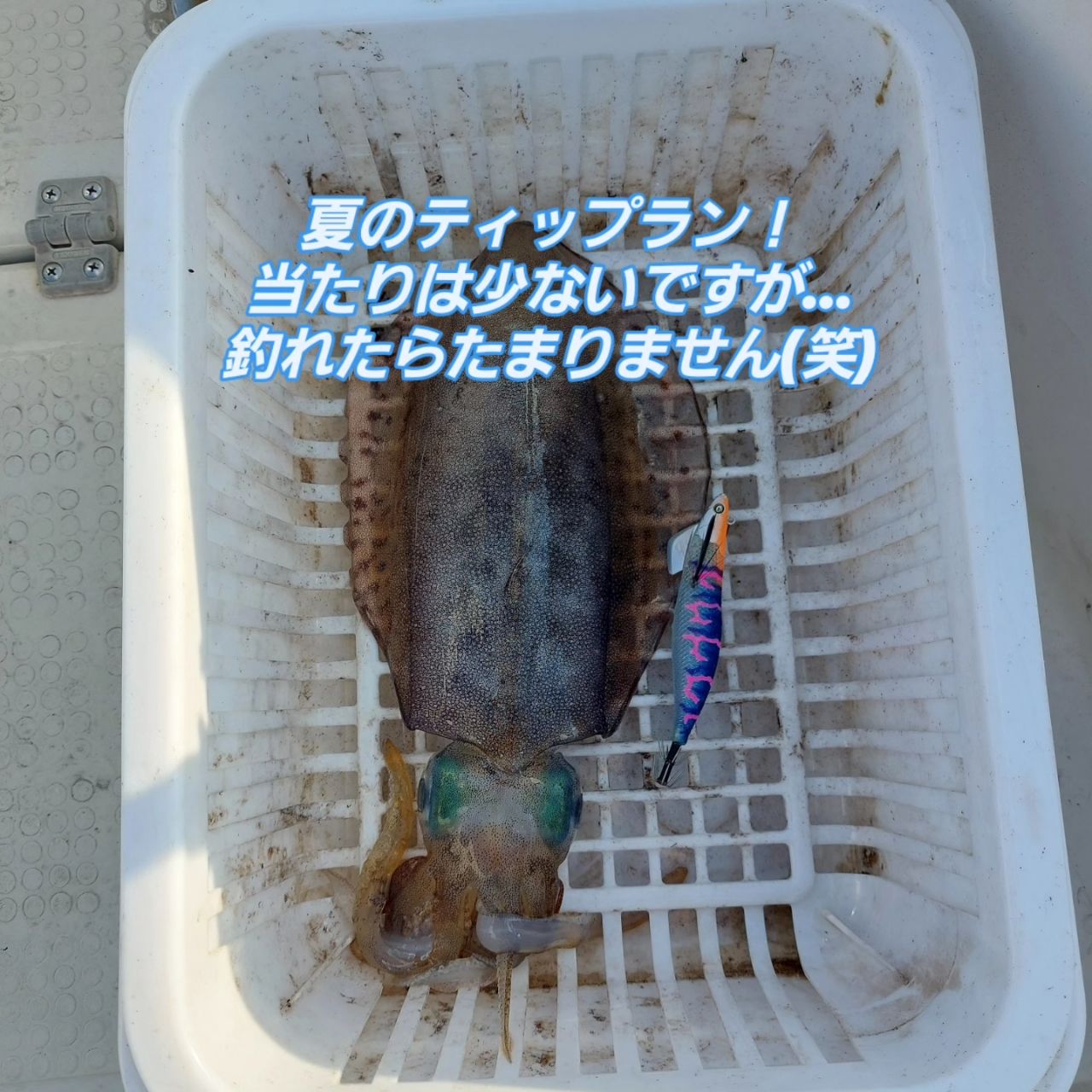アオリイカ