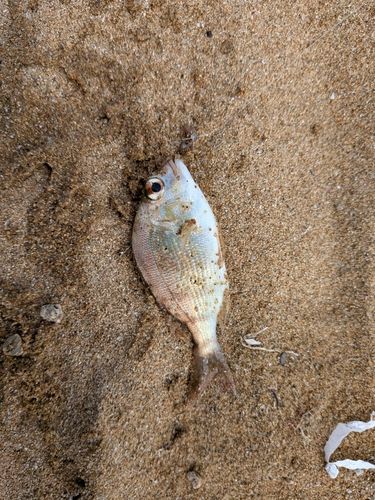 タイの釣果