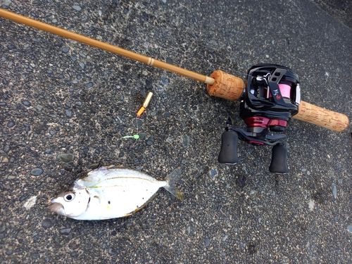 ハゼの釣果