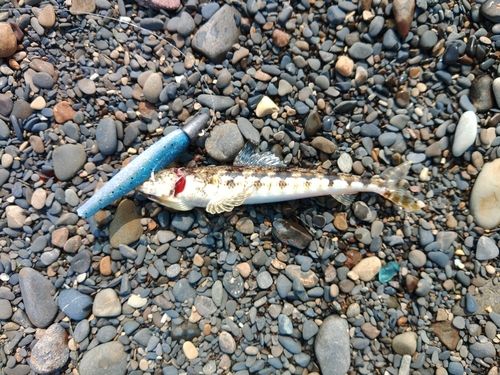 エソの釣果