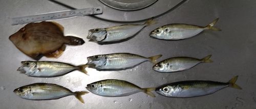 アジの釣果