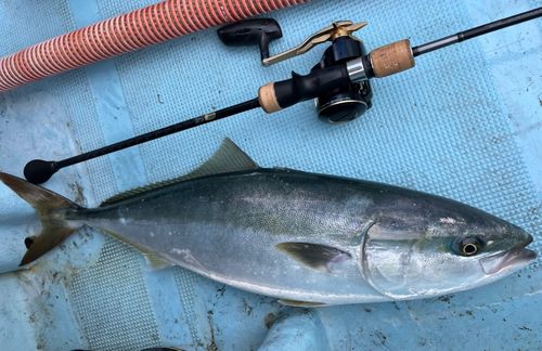 ワラサの釣果