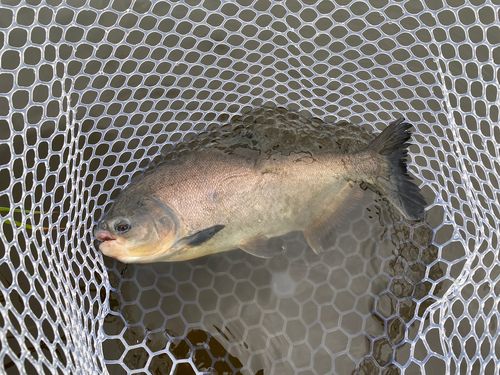 コロソマの釣果