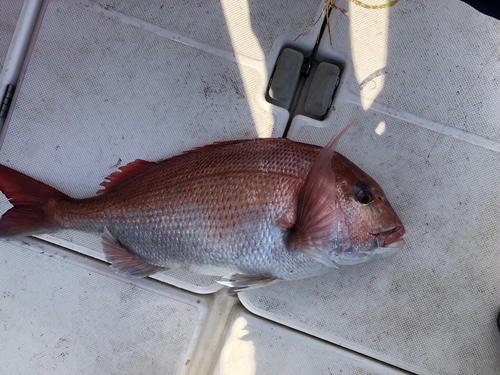 マダイの釣果