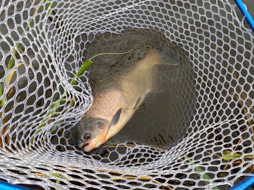 コロソマの釣果