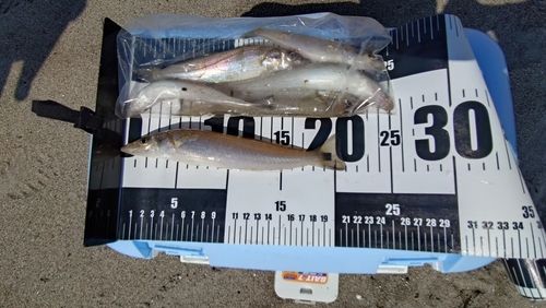 シロギスの釣果