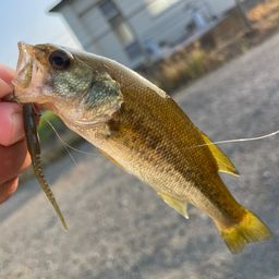 ラージマウスバス