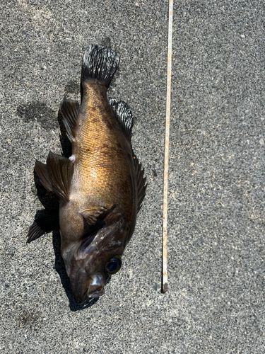 アカメバルの釣果