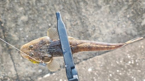 マゴチの釣果