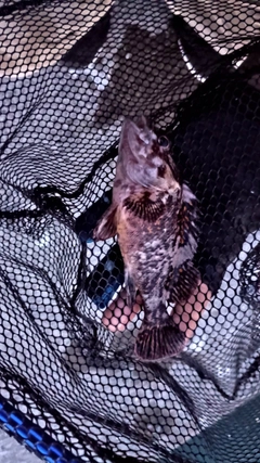 オウゴンムラソイの釣果