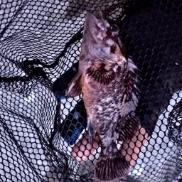 オウゴンムラソイ