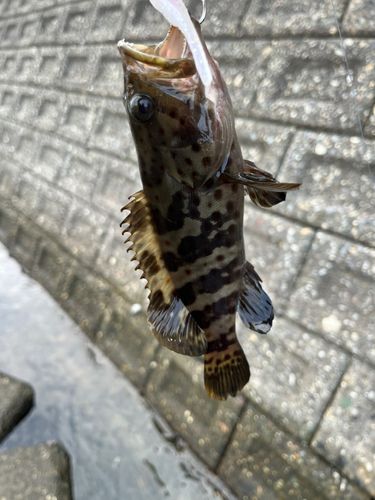 チャイロマルハタの釣果