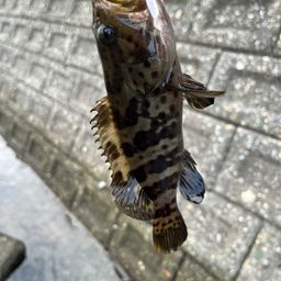 チャイロマルハタ