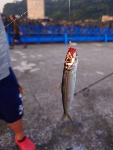 ウルメイワシの釣果