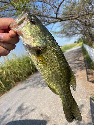 ラージマウスバスの釣果