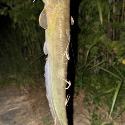ラージマウスバス
